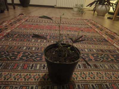 خواب گیاه حساس